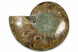 Cut & Polished Ammonite Fossil (Half) - Madagascar #364880-1